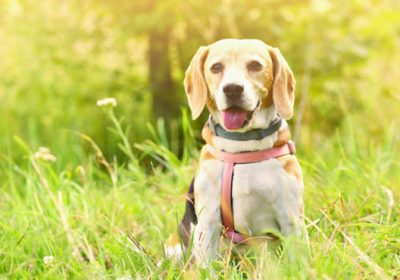 Veterinárna klinika Bardvet